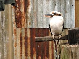 Australian native bird kookaburra photo