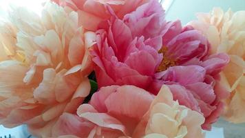 Bouquet of pretty pastel peonies photo