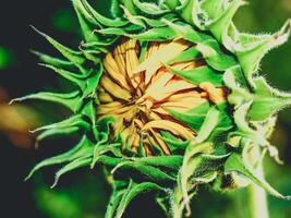 Sunflower field in nature photo