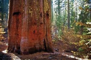 tronco de árbol de secuoya en un bosque foto