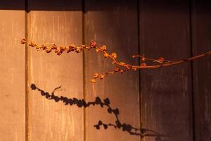 Dry plant in direct light with shadows photo