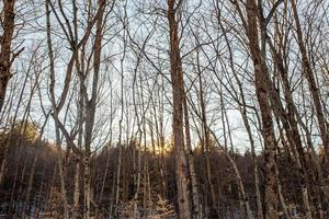 Sun setting behind the trees in winter photo