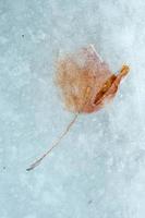 Leaf frozen in ice photo