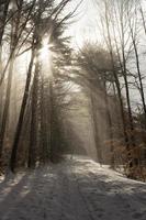 sol de invierno a través de los árboles en un bosque foto