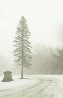 Foggy winter day in New England photo