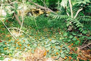 Biodiverse plants near a creek