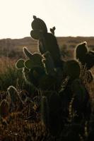 Cactus retroiluminado en California durante la hora dorada