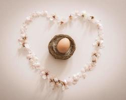 Single egg in nest surrounded by daisies in a heart shape on white background photo