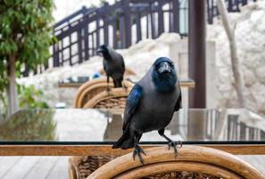 Two ravens on chairs photo