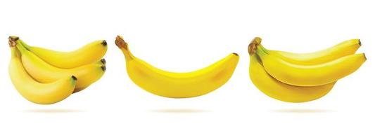 fresh Banana fruit isolated on white background. illustration realistic vector