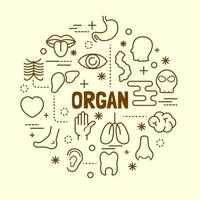 organ minimal thin line icons set vector