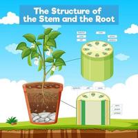 The Structure of the Stem and the Root vector
