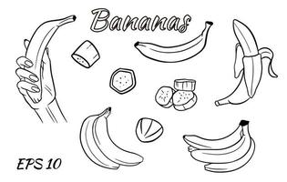 Vector set of bananas. Banana in hand, banana slices, bananas in a bunch.