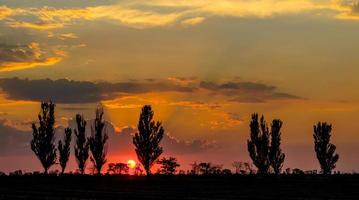 silueta de arboles al atardecer foto