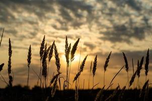 silueta de espiguillas contra el sol poniente y el cielo con nubes foto