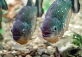 dos peces pirañas en el agua foto