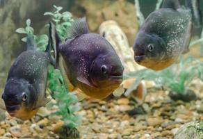 Three piranha fish photo