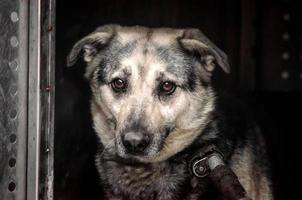 Sad dog on a dark background photo