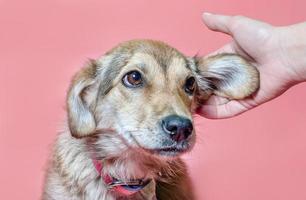 Person petting a dog on a pink background photo