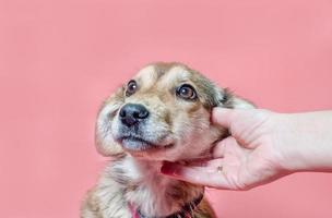 perro siendo mascota sobre un fondo rosa foto