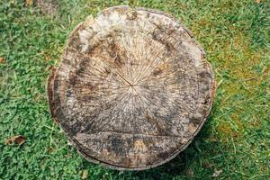 Rings of a tree trunk stump photo