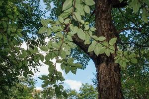 Green leaves in the summer photo