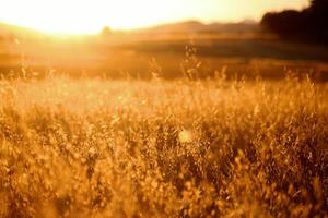 Golden hour in dry Central California photo