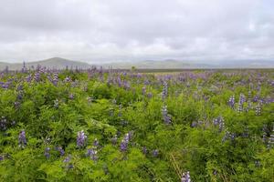 Wild lupines covering a field in Iceland photo