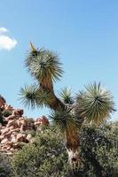 Joshua tree in the desert photo