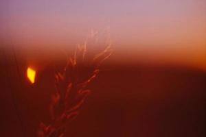 Outline of a dry grass in pink photo