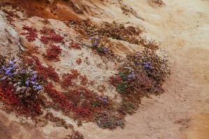 Flores silvestres púrpuras y rojas en la playa en San Diego foto