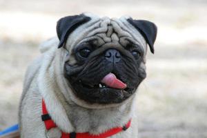 mi adorable perro pug nombre zumo foto