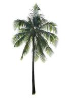 Coconut tree isolated on a white background photo