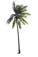 Coconut tree isolated on a white background