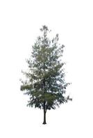 Pine tree or Pinus isolated on white background photo