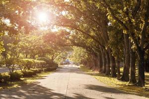 jardín de otoño con rayos de luz foto