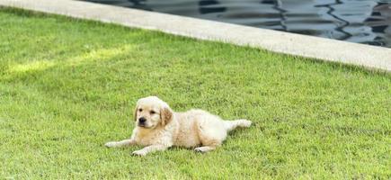 Golden retriever puppy on green grass photo