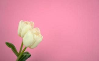 White tulips with pink pastel background