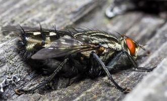 Macro cerca de una mosca común cyclorrhapha, una especie de mosca común que se encuentra en las casas foto