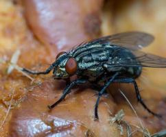 Macro cerca de una mosca común cyclorrhapha, una especie de mosca común que se encuentra en las casas foto