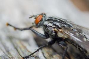 Macro cerca de una mosca común cyclorrhapha, una especie de mosca común que se encuentra en las casas foto