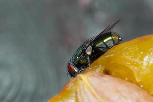 Macro close up of a housefly Cyclorrhapha, a common fly species found in houses photo