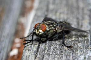 Macro cerca de una mosca común cyclorrhapha, una especie de mosca común que se encuentra en las casas foto