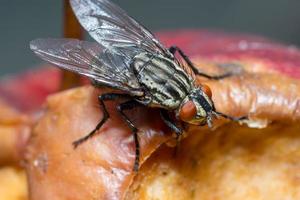 Macro cerca de una mosca común cyclorrhapha, una especie de mosca común que se encuentra en las casas foto