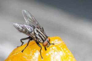 Macro cerca de una mosca común cyclorrhapha, una especie de mosca común que se encuentra en las casas foto