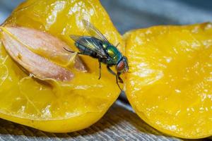 Macro cerca de una mosca común cyclorrhapha, una especie de mosca común que se encuentra en las casas foto