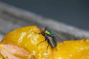 Macro cerca de una mosca común cyclorrhapha, una especie de mosca común que se encuentra en las casas foto