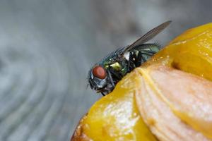 Macro cerca de una mosca común cyclorrhapha, una especie de mosca común que se encuentra en las casas foto