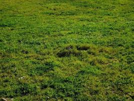 pasto verde en un campo