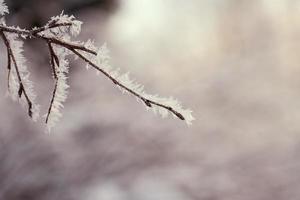 Icy tree branches photo